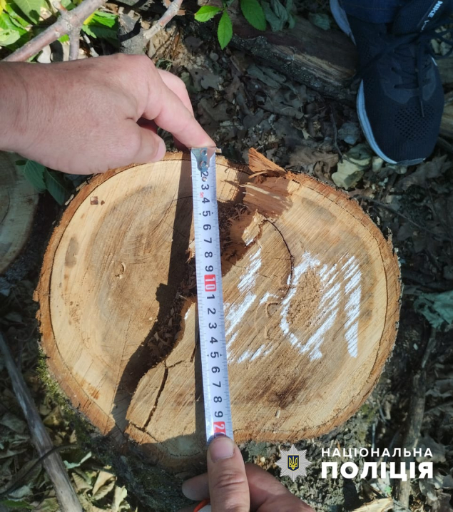 Вирубав дерев на мільйон гривень: на Буковині затримали начальника залізничної станції