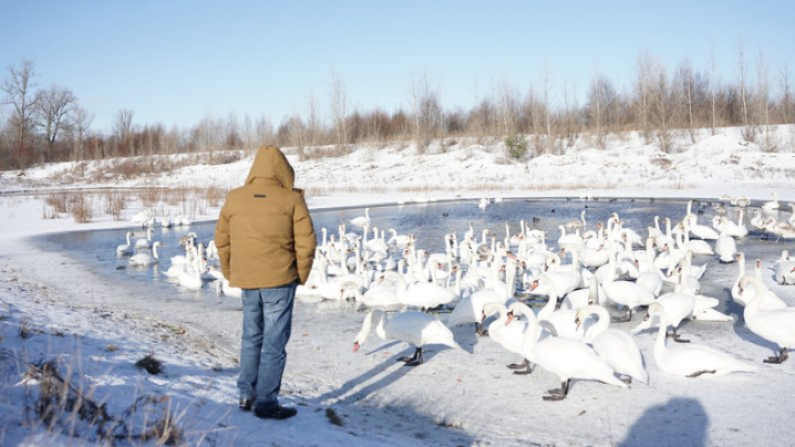 Неймовірні фото лебедів: цьогоріч на озеро у Чорторию прилетіли понад сотня красенів-шипунів