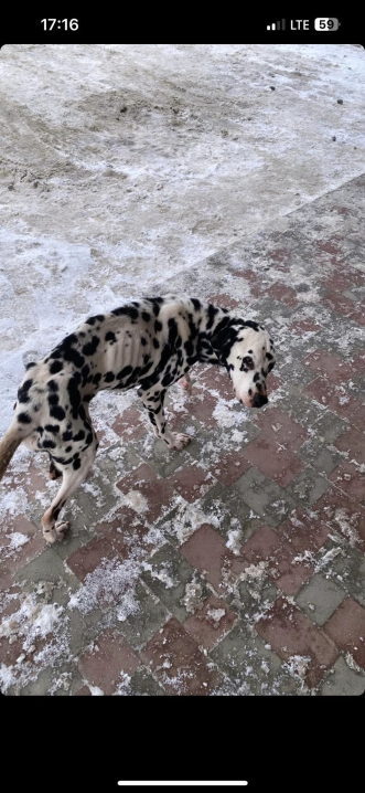 Виснаженого далматинця викинули на мороз: у Чернівцях собаці знайшли нову родину