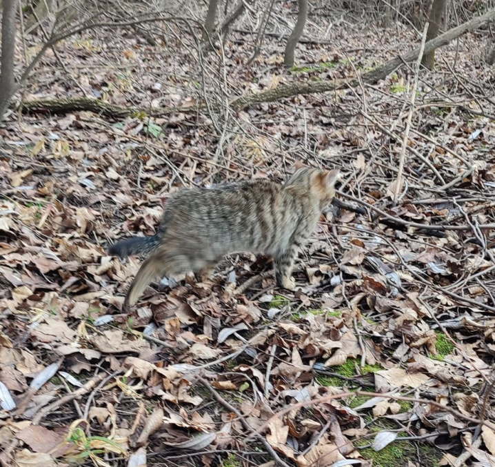 На Хотинщині нелюди викинули котеня у лісі біля дороги
