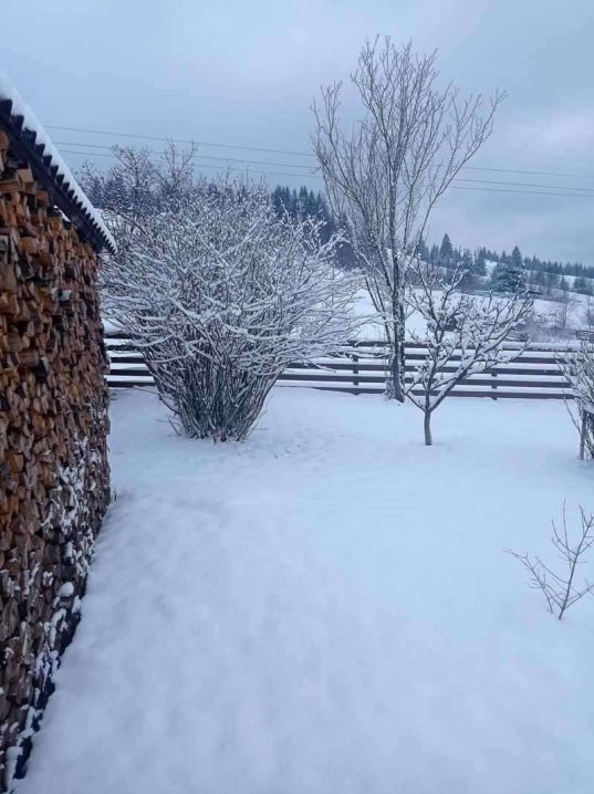 Зима повернулася: уночі в гірських районах Буковини випав сніг