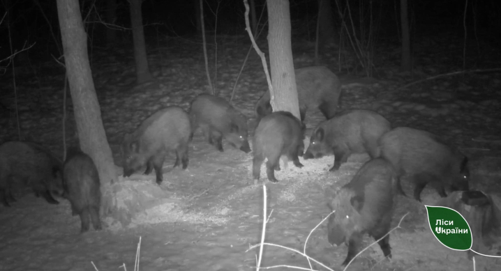 Зимовий перепис звірів: скільки диких тварин нарахували в угіддях Буковини
