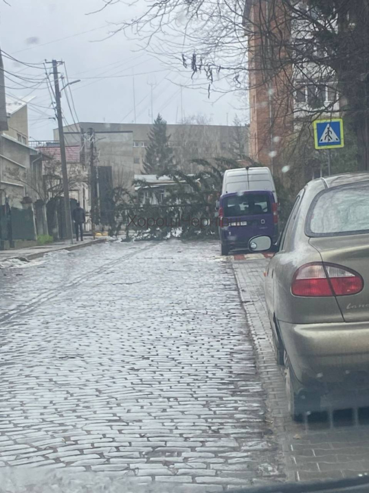 Шквальний вітер: у Чернівцях на вулиці Каденюка впало дерево