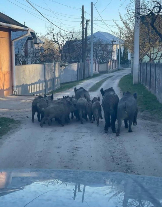 Неподалік Чернівців у селі Тисовець посеред вулиці гуляє зграя диких кабанів