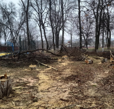 У Глибоці активно вирубують дерева під приводом облаштування парку
