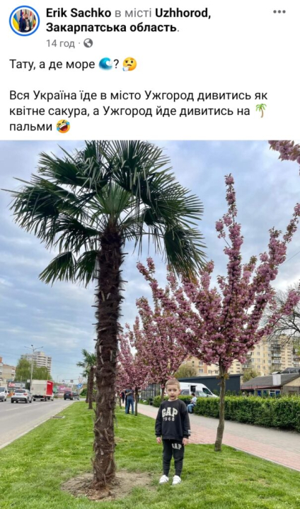 В Ужгороді висадили екзотичні пальми на сакуровій алеї: реакція закарпатців