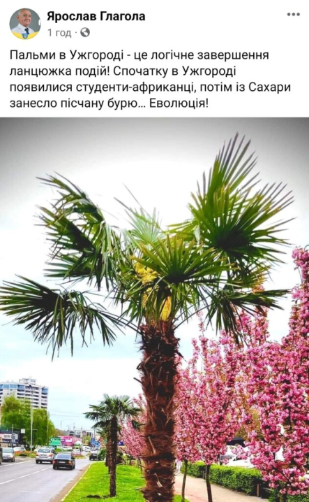 В Ужгороді висадили екзотичні пальми на сакуровій алеї: реакція закарпатців