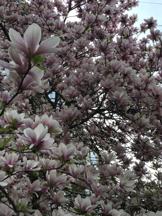 Казкове дерево магнолії цвіте на вулиці Василя Аксенина у Чернівцях