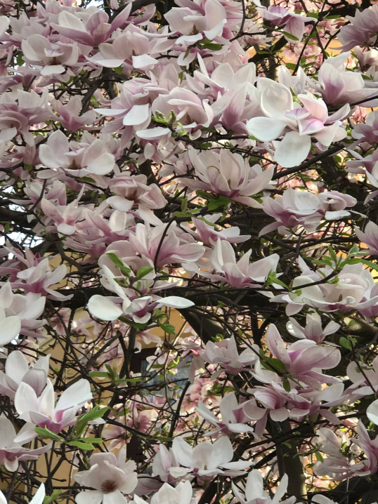 Казкове дерево магнолії цвіте на вулиці Василя Аксенина у Чернівцях
