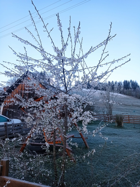 Вранці у горах Буковини зафіксували 11-градусний мороз