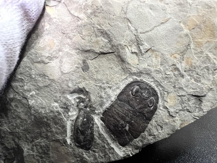 Тернополянин намагався відправити за кордон скам'янілості віком 400 млн років