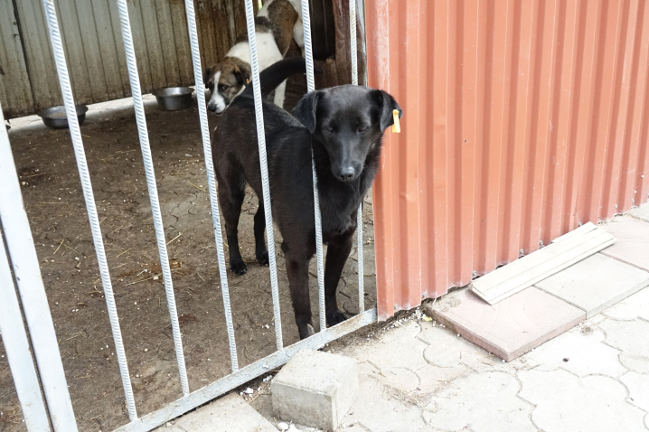 Для собак з Центру стерилізації у Чернівцях благодійники передали партію сухого корму