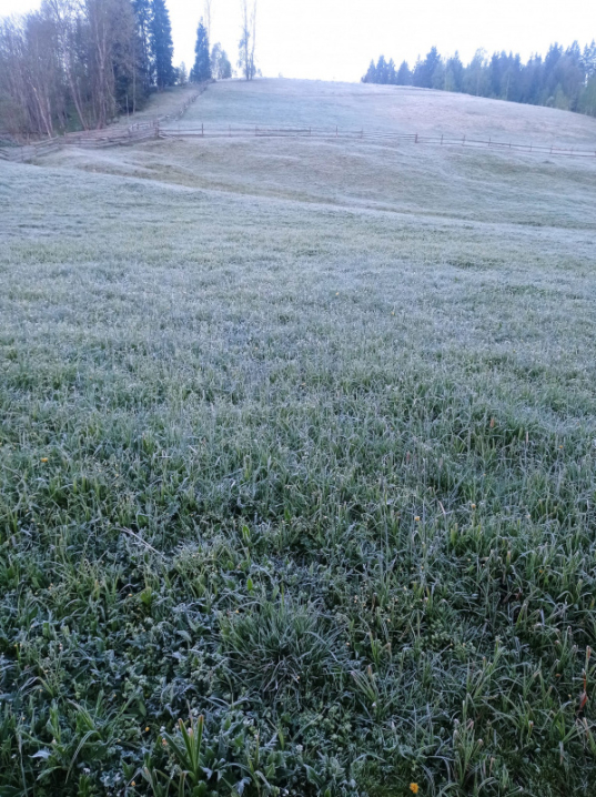 В травні на Буковині вдарив 6-градусний мороз В травні на Буковині вдарив 6-градусний мороз