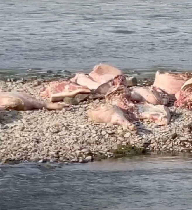 Нестерпний сморід: у Чернівцях посеред річки Прут лежать туші свиней