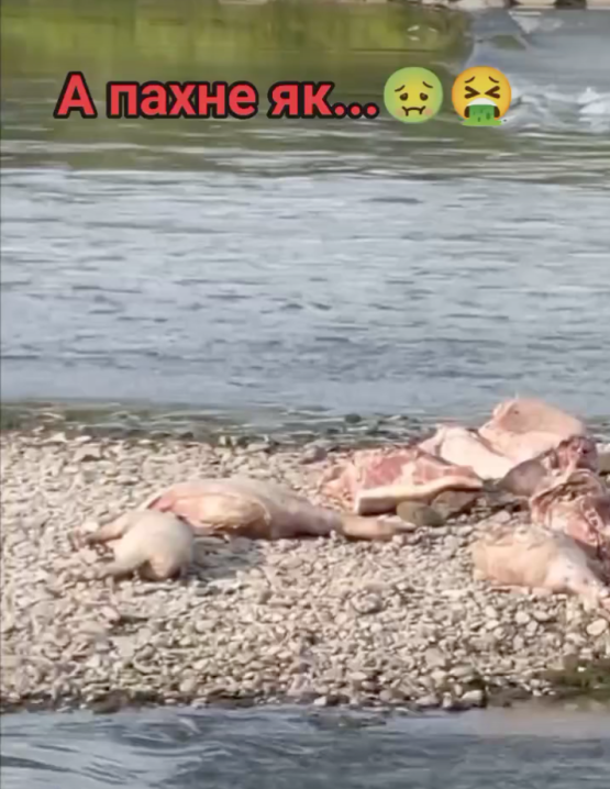 Нестерпний сморід: у Чернівцях посеред річки Прут лежать туші свиней