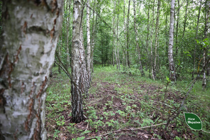 Лісівники разом з громадами Буковини рятуватимуть ліси від сміття, пожеж і вирубок