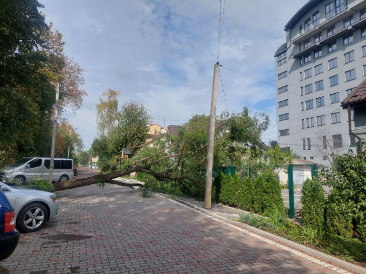 У Чернівцях четвертий день як повалене дерево перекрило проїзд по вулиці Івана Чендея