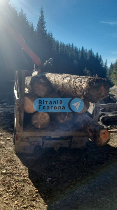 Різали шини поліцейським та тікали горами: на Закарпатті затримали осіб, які вирубали лісу на 40 млн грн