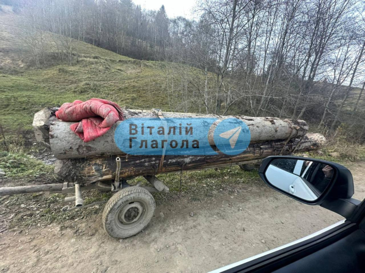 Різали шини поліцейським та тікали горами: на Закарпатті затримали осіб, які вирубали лісу на 40 млн грн