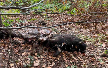 На Львівщині браконьєри вбили двох червонокнижних зубрів