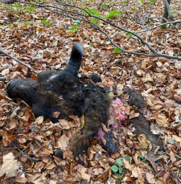 На Львівщині браконьєри вбили двох червонокнижних зубрів