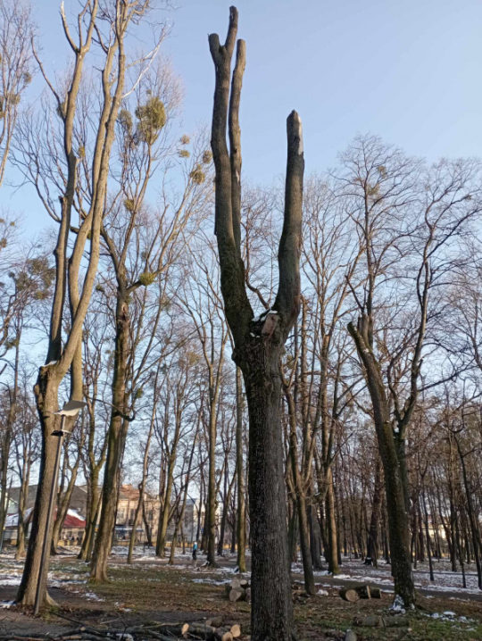 У чернівецькому парку Шевченка виріжуть майже пів сотні дерев, їх визнали аварійними