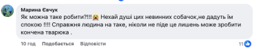 Жорстокість без меж: у Глибоці невідомі розстріляли безхатніх собак