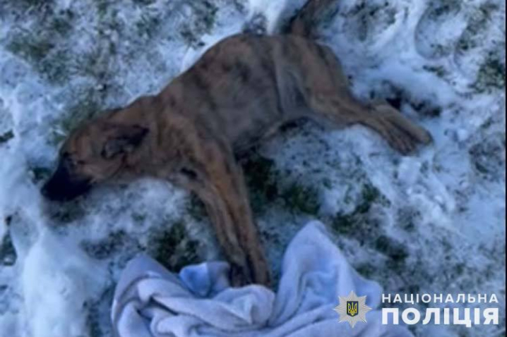  У Тернополі чоловік викинув собаку з четвертого поверху 