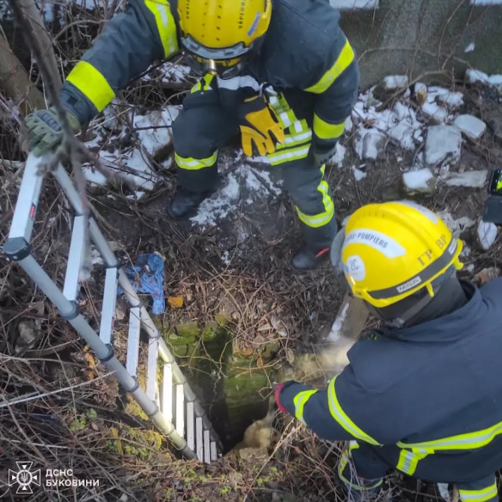 Пʼять днів просидів у ямі: в Чернівцях надзвичайники врятували собаку