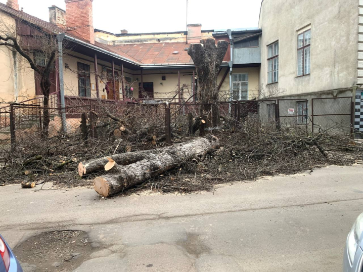 У Чернівцях на Сковороди і Толстого порізали дерева