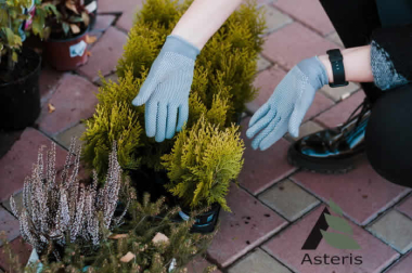 5 причин замовити ландшафтний дизайн саме в компанії Asteris Trade