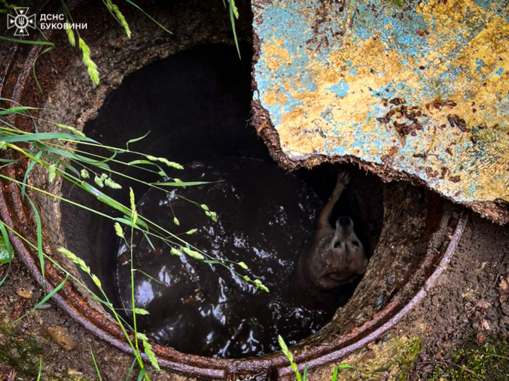 У Чернівцях рятувальники дістали собаку з каналізаційного люка У Чернівцях рятувальники дістали собаку з каналізаційного люка