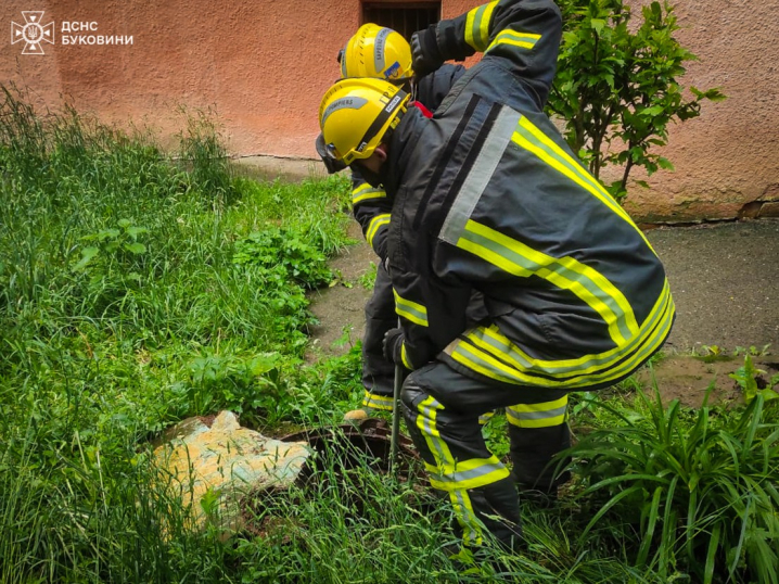 У Чернівцях рятувальники дістали собаку з каналізаційного люка У Чернівцях рятувальники дістали собаку з каналізаційного люка
