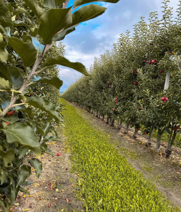 Крафтовий сік із Недобоївців: як буковинське виробництво працює для громади і фронту Крафтовий сік із Недобоївців: як буковинське виробництво працює для громади і фронту