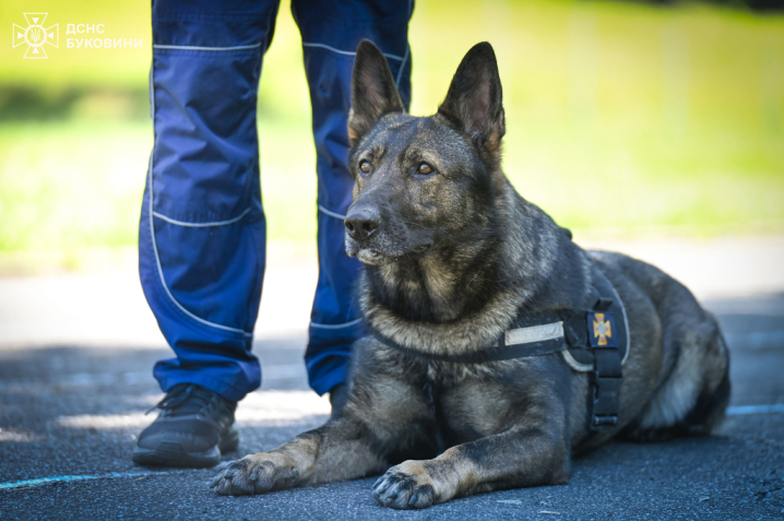 Чернівецька рятувально-пошукова собака Кола виборола перше місце на змаганнях Чернівецька рятувально-пошукова собака Кола виборола перше місце на змаганнях