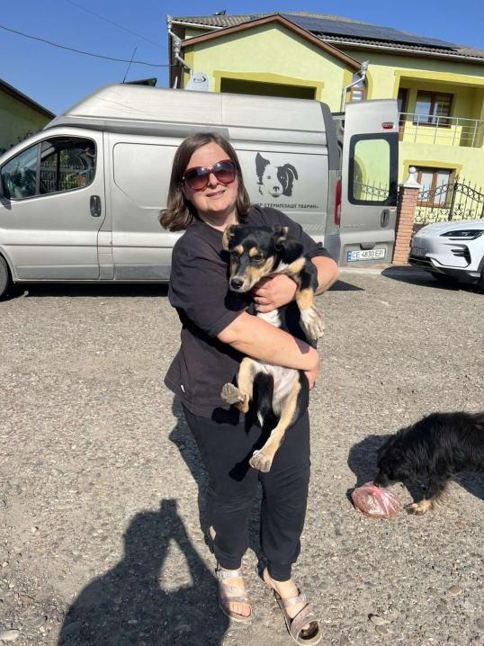 У Новоселицькій громаді завершили програму зі стерилізації безпритульних тварин