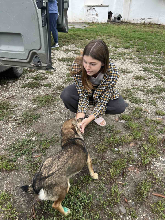 У Новоселицькій громаді завершили програму зі стерилізації безпритульних тварин