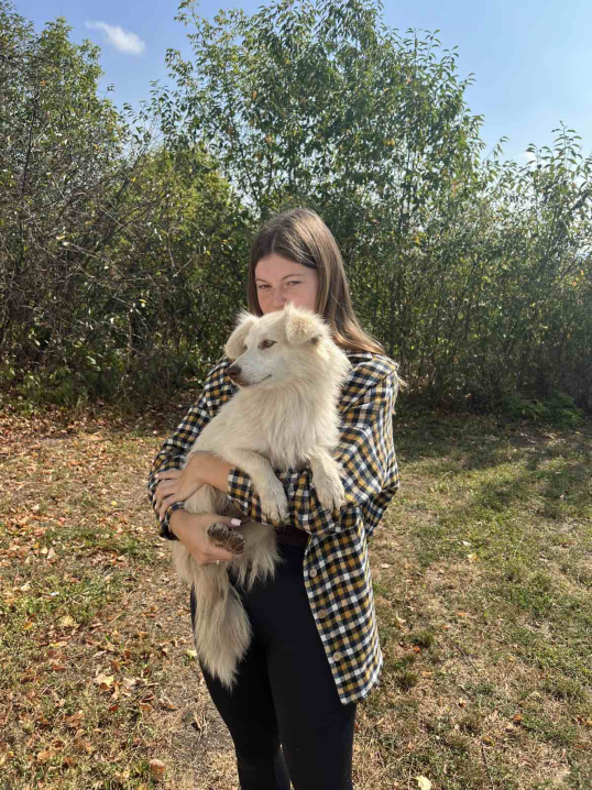 У Новоселицькій громаді завершили програму зі стерилізації безпритульних тварин