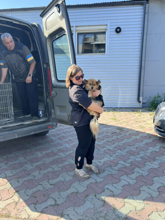 У Новоселицькій громаді завершили програму зі стерилізації безпритульних тварин