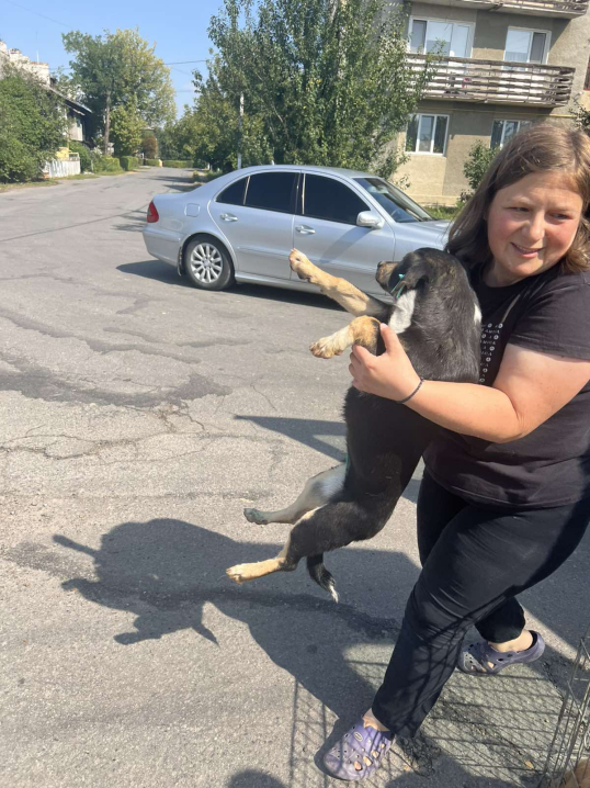 У Новоселицькій громаді завершили програму зі стерилізації безпритульних тварин