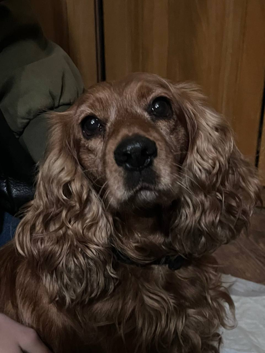 У Чернівцях шукають дім для лагідної дівчинки кокер-спанієля У Чернівцях шукають дім для лагідної дівчинки кокер-спанієля