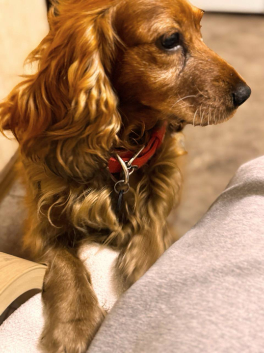 У Чернівцях шукають дім для лагідної дівчинки кокер-спанієля У Чернівцях шукають дім для лагідної дівчинки кокер-спанієля