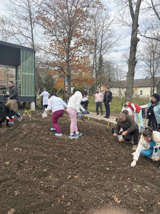 У Кіцмані висадили тисячу цибулин тюльпанів