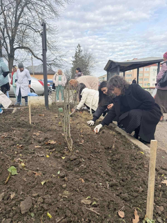 У Кіцмані висадили тисячу цибулин тюльпанів