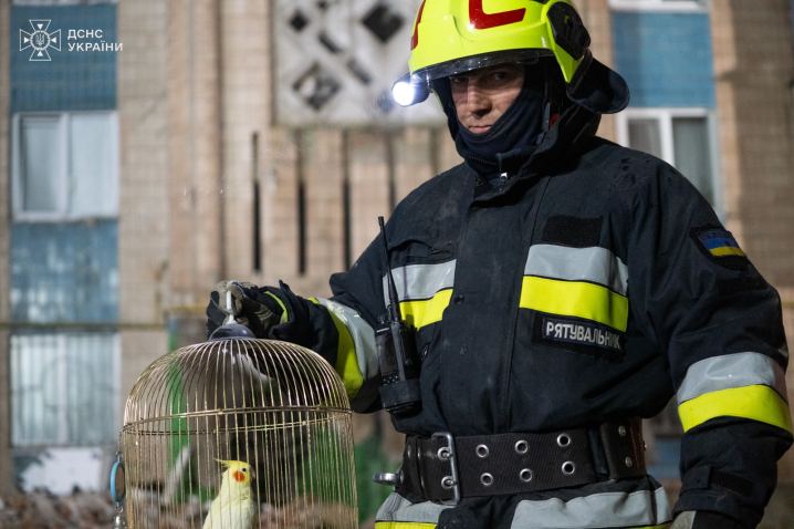 Хтось був його родиною: у Тернополі з-під завалів будинку врятували папугу