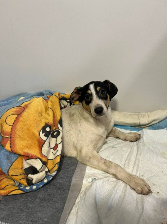 Цуценя, яке реанімували після пожежі у Чернівцях, шукає родину