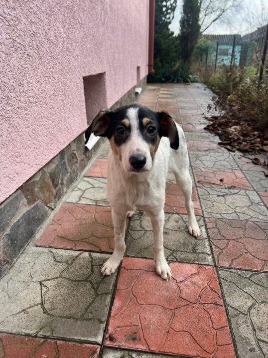 Цуценя, яке реанімували після пожежі у Чернівцях, шукає родину