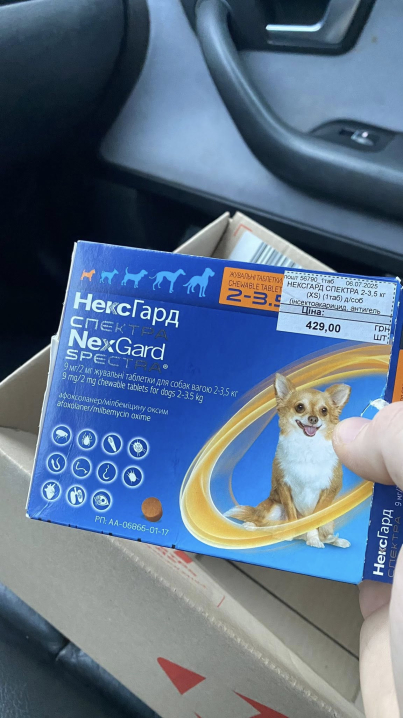 Радіоведучий «Буковинської хвилі» шукає домівки для чотирьох покинутих цуценят