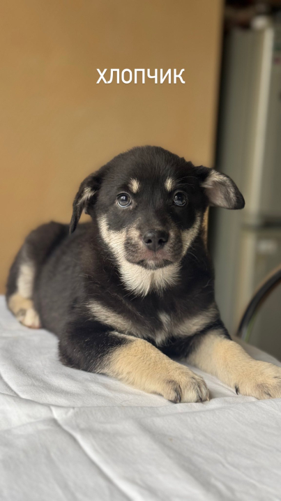 Радіоведучий «Буковинської хвилі» шукає домівки для чотирьох покинутих цуценят