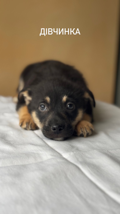 Радіоведучий «Буковинської хвилі» шукає домівки для чотирьох покинутих цуценят